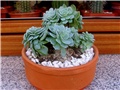 Echeveria pumila